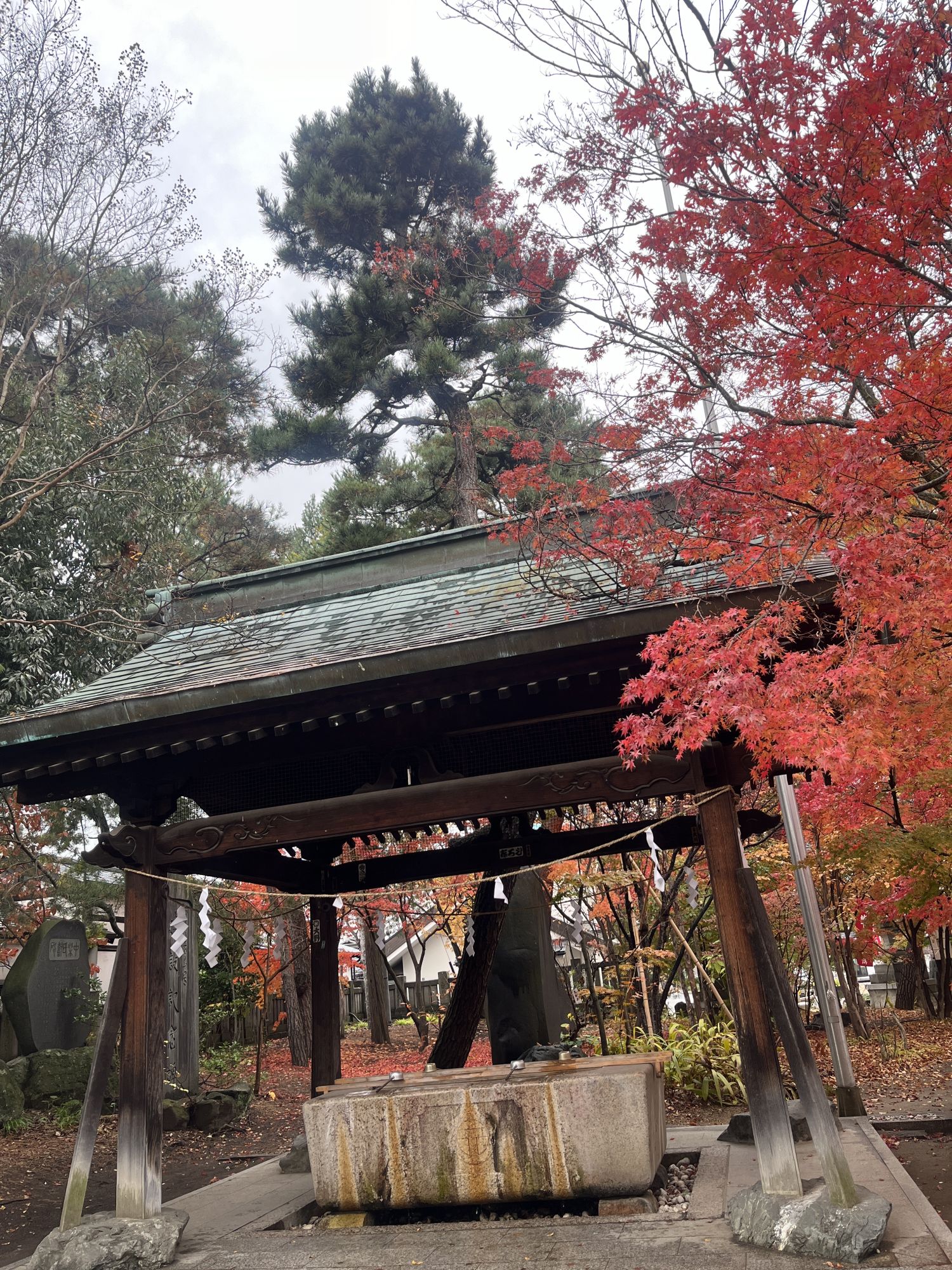 松本城6月の花 キミガヨラン・スイレン | 新まつもと物語